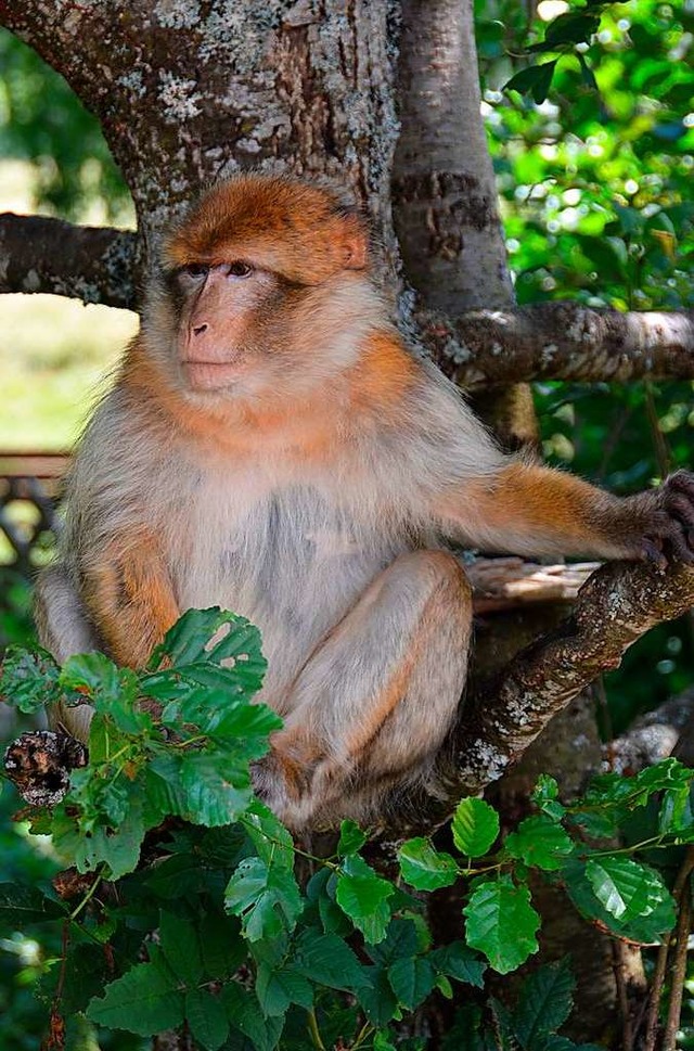 Ein Berberaffe aus dem Tierpark in Lffingen ist ausgebxt.  | Foto: Martin Wunderle