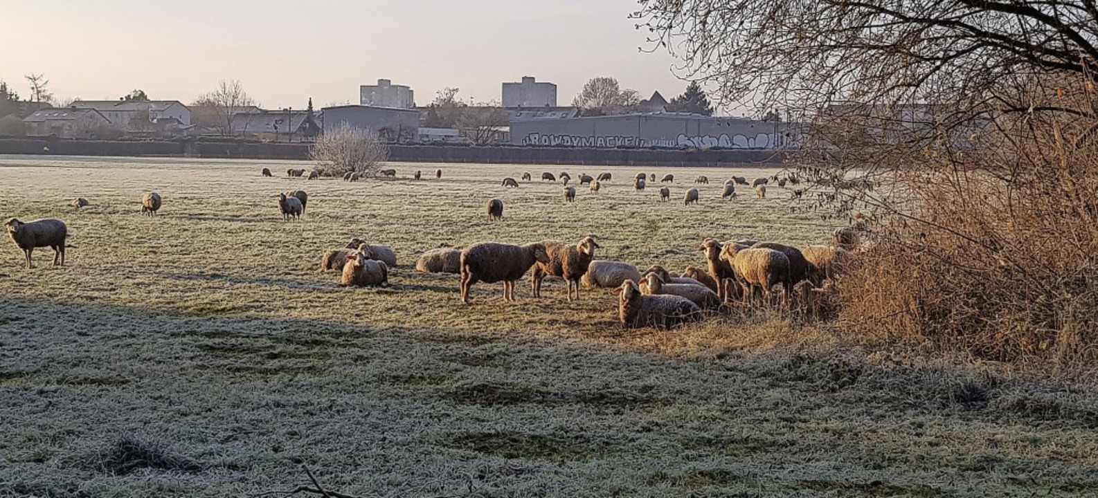 Auch als Schafweide dient das Gebiet H...begehrens unter Schutz stellen lassen.  | Foto: Gerhard Walser