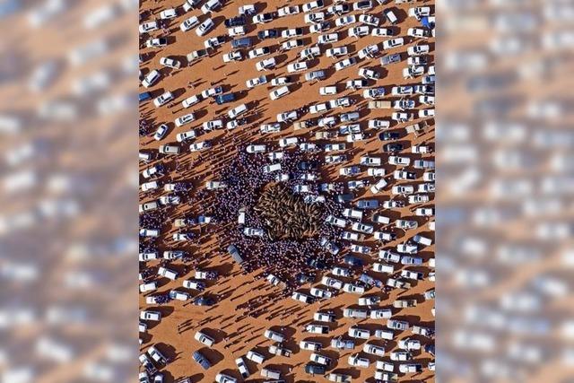 Kamelfestival in Saudi-Arabien