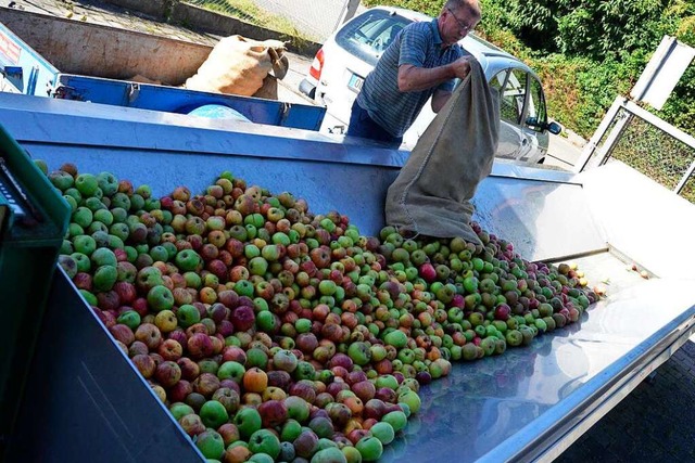 Apfelbaumbesitzer konnten ihr Obst in ... mengen zum Pressen nach Sulz bringen.  | Foto: Christian Engel