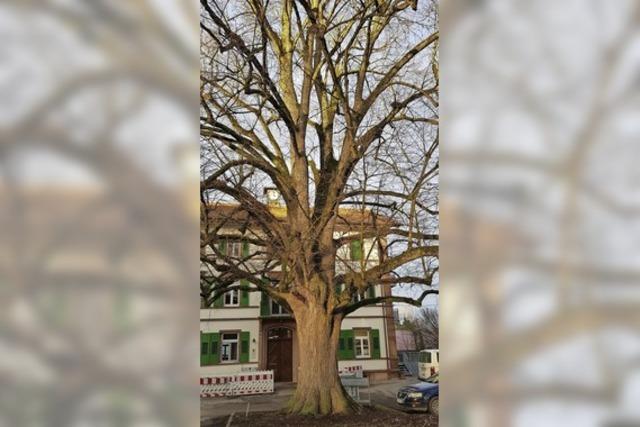 Winterlinde wird ein Naturdenkmal