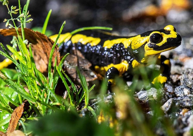 Feuersalamander fhlen sich vor allem ... ihre Verstecke und geraten in Gefahr.  | Foto: Boris Roessler (dpa)