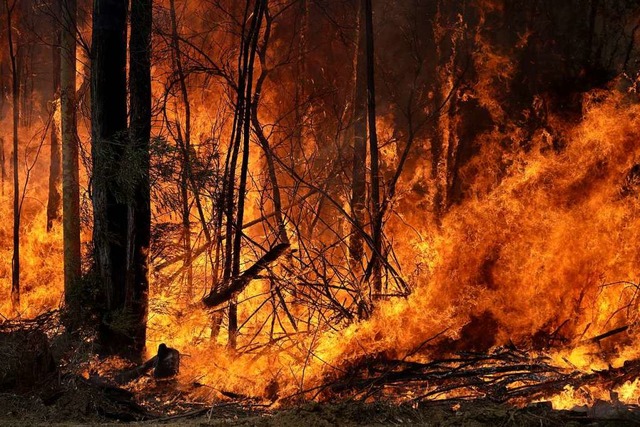 Ein Buschfeuer, welches gelegt wurde u...brennt im Bundesstaat New South Wales.  | Foto: Rick Rycroft (dpa)