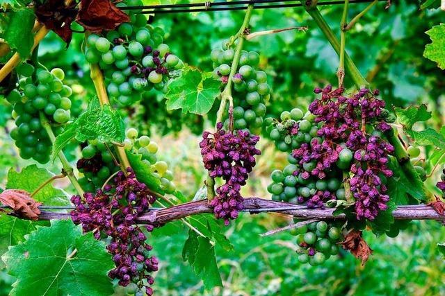 Der Klimawandel mutet Badens Weinbauern einiges zu
