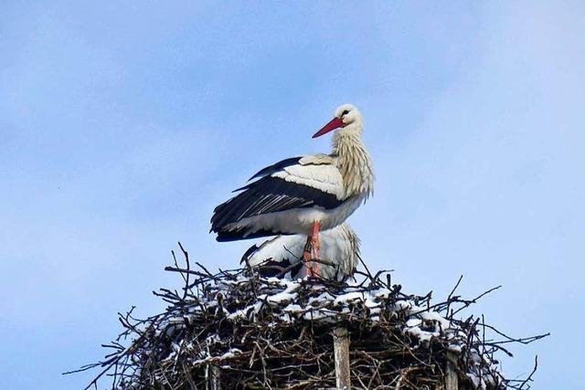 Im Landkreis Emmendingen berwintern nur wenige Strche