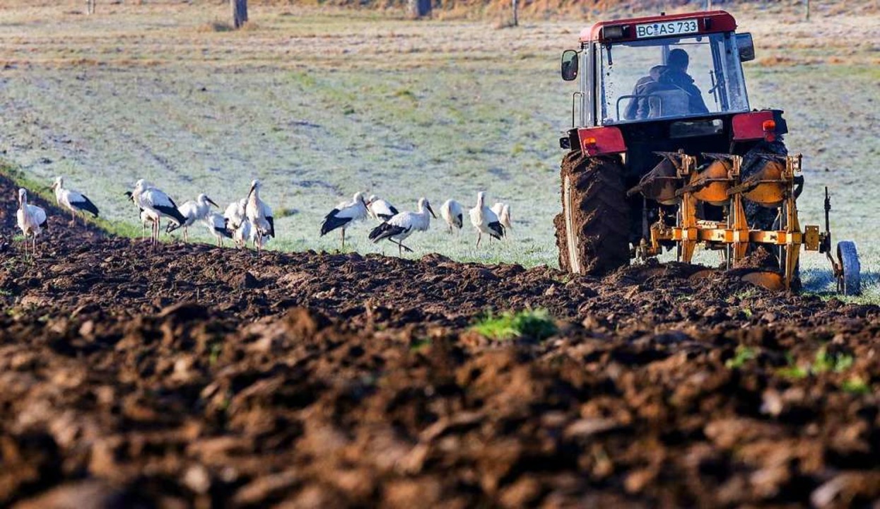Whrend ein Landwirt mit seinem Trakto...rche im gefrorenen Boden nach Nahrung.  | Foto: Thomas Warnack (dpa)