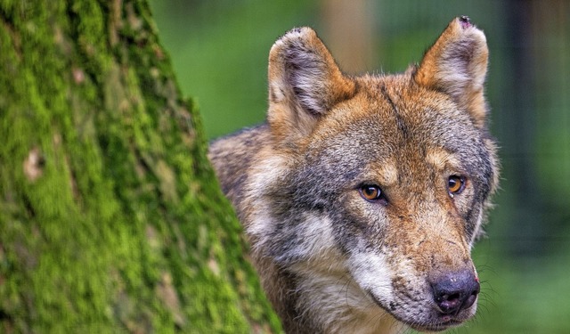 In Grafenhausen wurde ein Wolf gesicht..., kann derzeit nur spekuliert werden.   | Foto:  Lino Mirgeler