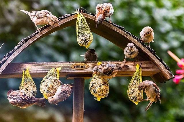 Wie soll der Garten im Winter aussehen, damit Tier sich wohlfhlen?