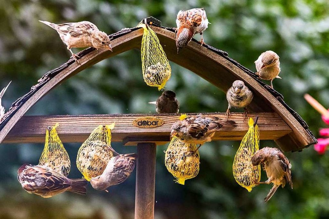 Wie Soll Der Garten Im Winter Aussehen Damit Tier Sich Wohlfuhlen