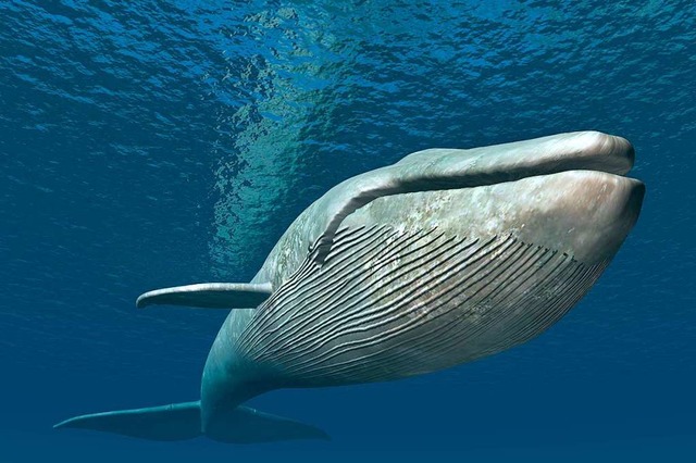 Wann wird es dem Blauwal zu warm?  | Foto: Michael Rosskothen  (stock.adobe.com)