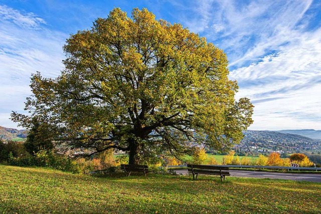Solche Bume sind ein riesiger Schatz,... kleine Baum ist hilfreich frs Klima.  | Foto: Franz Wieber