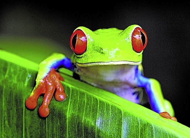 Tobias Hauser zeigt Costa Ricas Farben...11; auch mit dem  Rotaugenlaubfrosch.   | Foto: Tobias Hauser