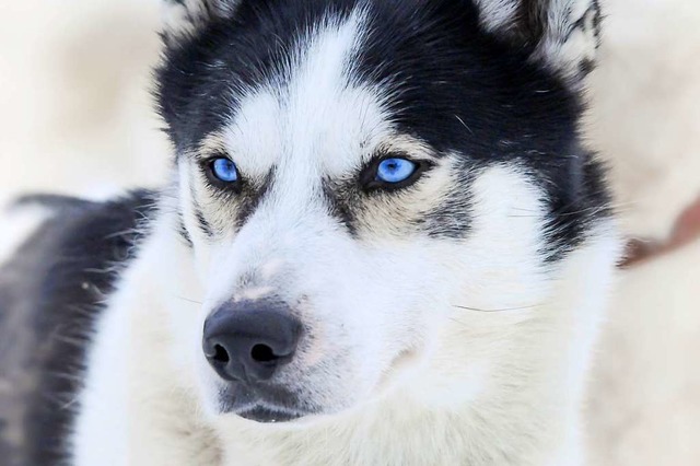 Ohne Schnee sind Huskys nicht glcklich.  | Foto: Andrea Schiffner