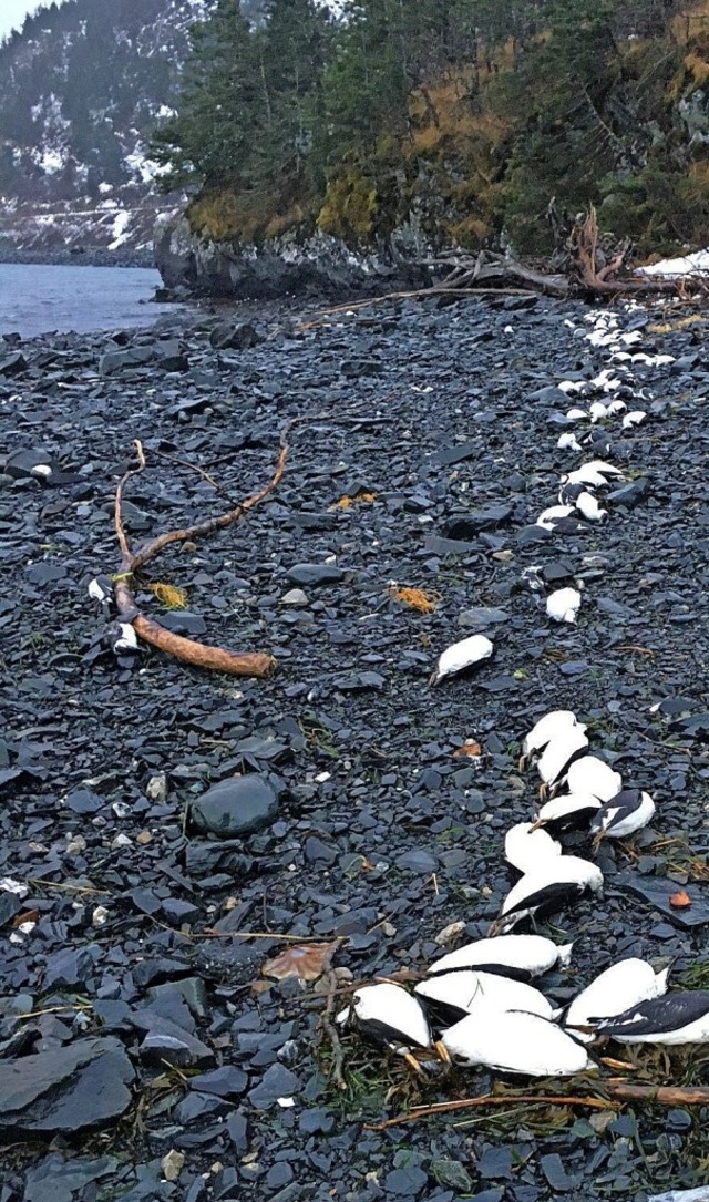 Tote Lummen an der Kste Alaskas  | Foto: David Irons (dpa)
