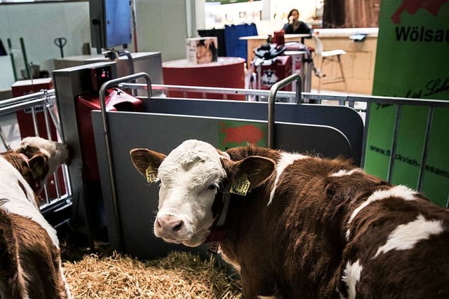 Klber hinter Gittern in einer Ausstellungshalle auf der Grnen Woche  | Foto: Carsten Koall (dpa)