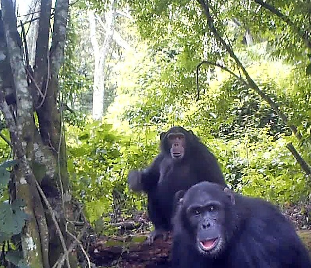 Treffer! Das Video zeigt Schimpansen, die gerade die Fotofalle entdeckt haben.  | Foto: Chimp & See