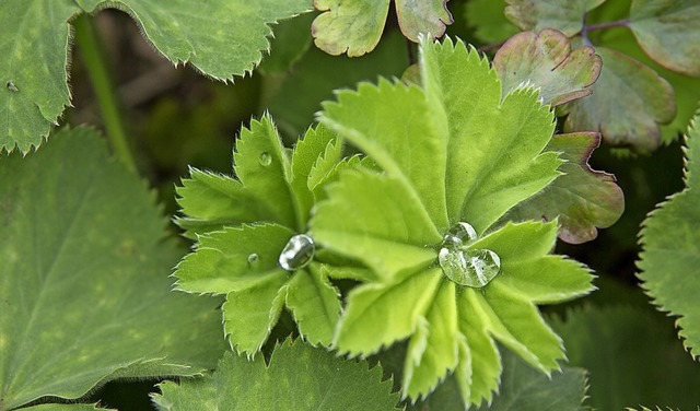 Der Frauenmantel ist eine Heilpflanze ... beim Kneipp-Verein vorgestellt wird.   | Foto: Regula Wolf