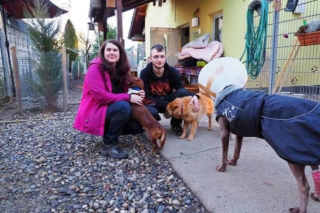 Problemhunde machen dem Tierheim in Weil am Rhein immer mehr zu schaffen