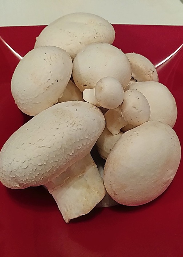 Knapp 500 Gramm bringen die ersten selbst gezchteten Pilze auf die Waage.   | Foto: Lena Marie Jrger