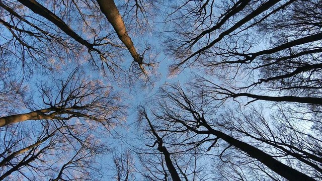 Der Wald steht schwarz und schweiget: ...222;Das geheime Leben der Bume&#8220;  | Foto: - (dpa)