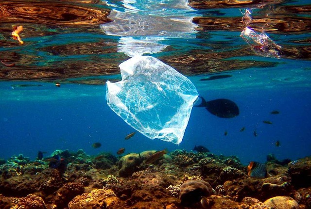Plastiktte im Roten Meer  | Foto: Mike_Nelson