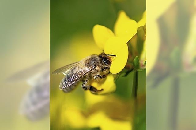 Pro und Contra Bienen-Volksbegehren