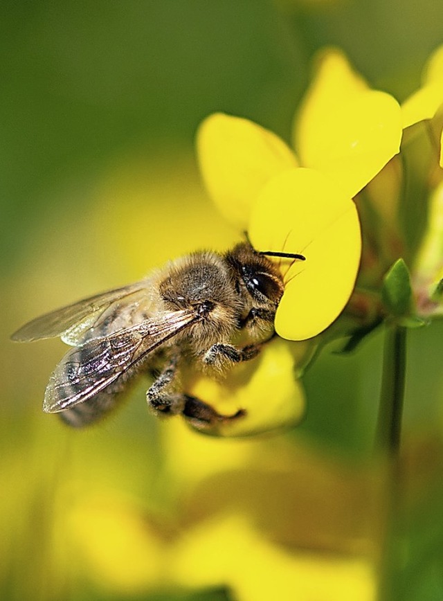 Um die Biene geht es bei dem Volksbegehren.  | Foto: Fabian Sommer (dpa)