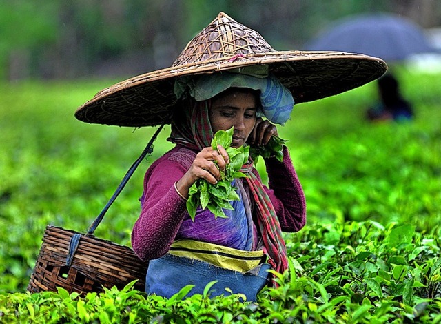 Eine Teepflckerin im indischen Assam  | Foto: ---