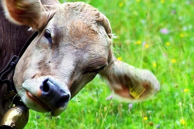 Mangel an Amtstierrzten: Zu wenige Kontrollen im Kreis Waldshut