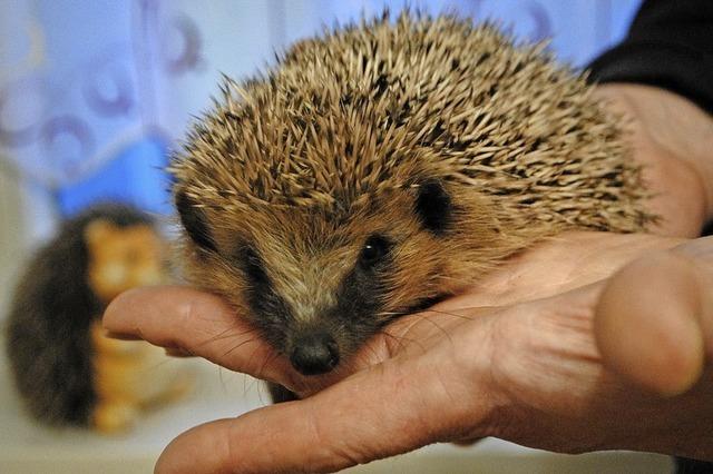 Ein Lokfhrer rettet 800 Igel