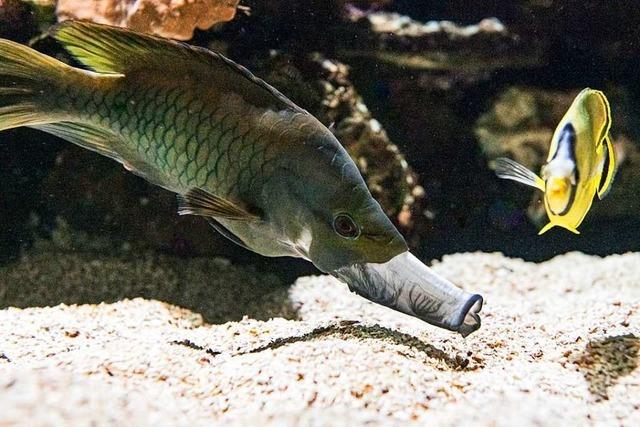 Die Stlpmaullippfische sind die neusten Bewohner des Basler Zoos