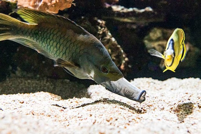 Der Fisch kann sein Maul zu einer Rhr...Hlfte der Krperlnge anwachsen kann.  | Foto: Zoo Basel (Torben Weber)