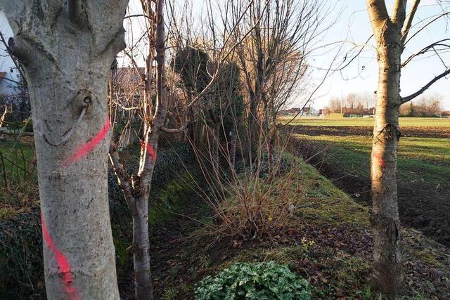 In Mahlberg sollen Bume an einem Entwsserungsgraben weg − Anwohner sind dagegen