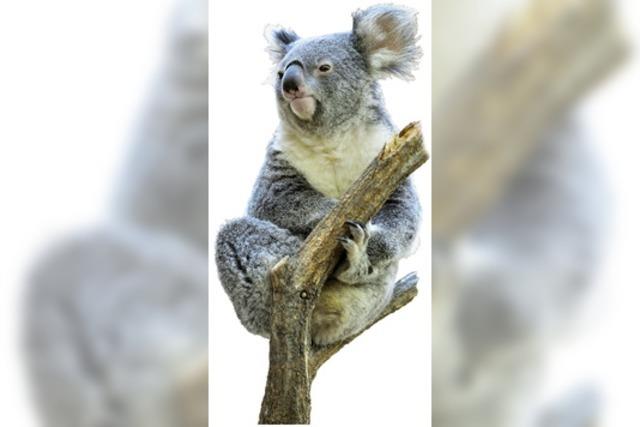 Zoos im Land wollen Koalas helfen