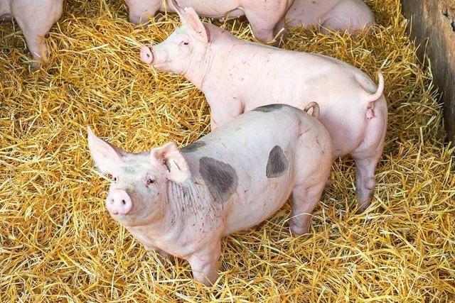 Gereiftes Schweinefleisch wird immer beliebter – nicht nur bei Spitzenköchen