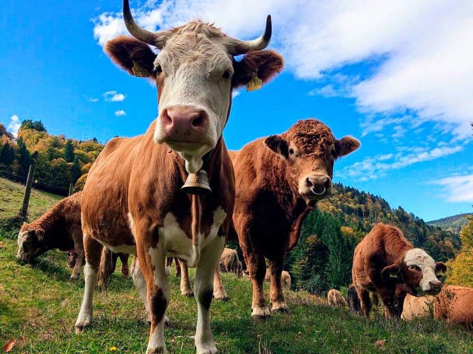 Bei Cowfunding werden Kühe erst geschl...wenn jedes Stück Fleisch verkauft ist.  | Foto: Moriz Vohrer/Cowfunding