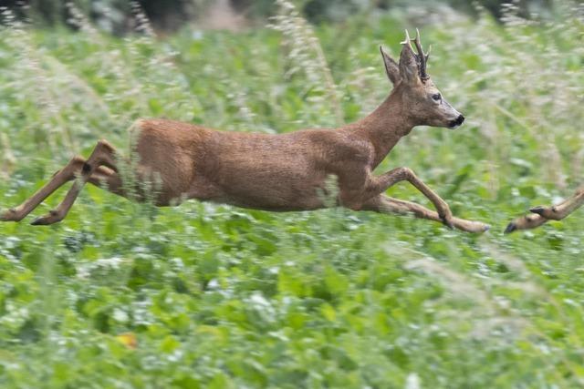 Im Hochschwarzwald soll eine Wildbrcke ber die B31 fhren