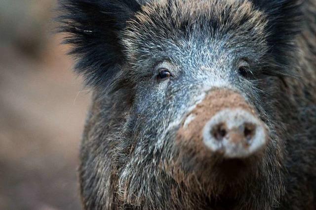 Wildschweine durchpflgen Rheingrten in Neuenburg