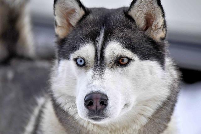 Todtmoos im Zeichen der Schlittenhunde