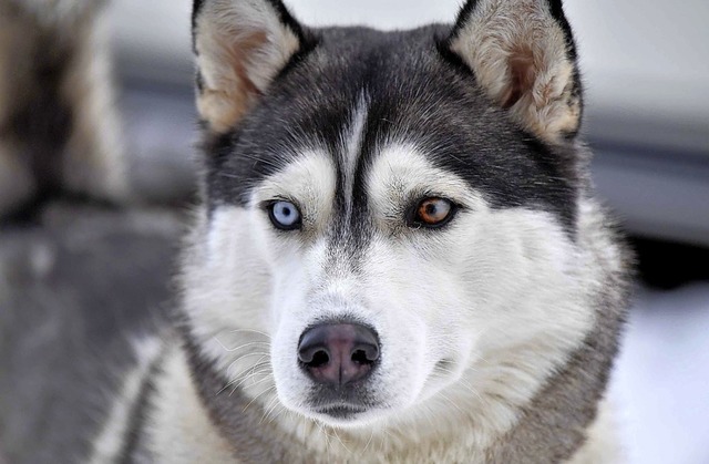 Schlittenhunde gibt es in Todtmoos zu bestaunen.  | Foto: Wolfgang Scheu