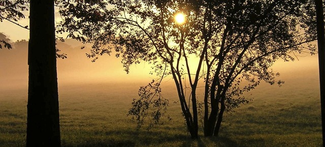 Morgennebel ber Haselwald-Spitzmatten...tzten Naturflche umgewidmet werden.   | Foto: Gerhard Walser