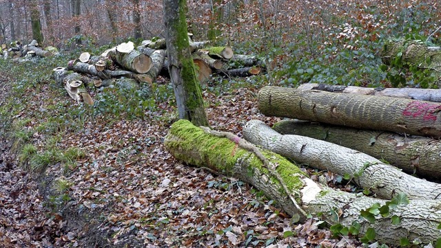 Wie zuvor in Mappach und Welmlingen gi...m Wertholzplatz am Wollbacherstrle.   | Foto: Fiedler