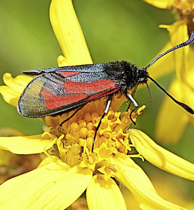 Insekten und Landwirtschaft stehen im ...ekts. Im Bild: Blutstrpfchen in Prg.  | Foto: Thomas Stephan