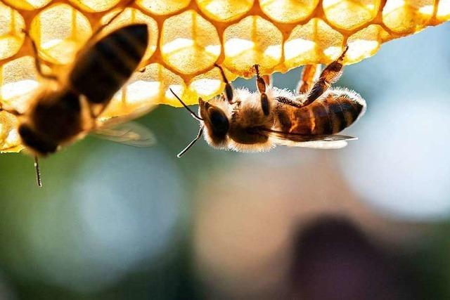 Badischer Weinbauverband lehnt Bienen-Kompromiss ab und gert unter Druck