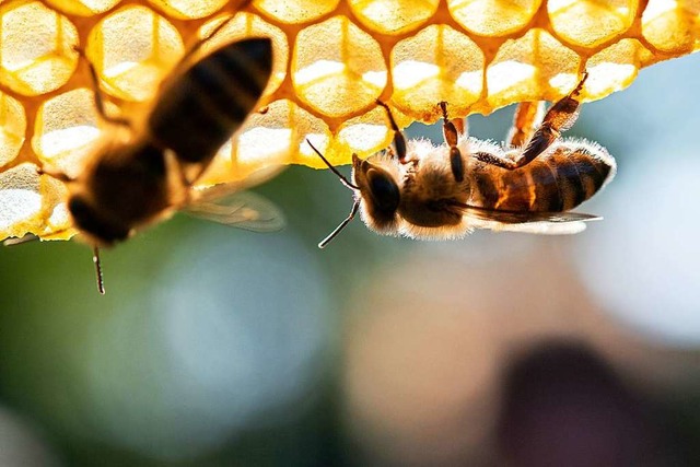Als zustzlichen Schutz von Insekten s...ische Pflanzenschutzmittel verzichten.  | Foto: Sebastian Gollnow (dpa)