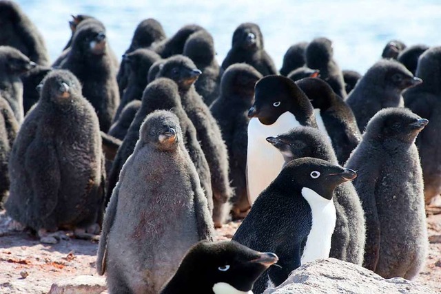 Pinguine gehren zu den bekanntesten B...gen &#8211; noch ganz in grauem Flaum.  | Foto: --- (dpa)