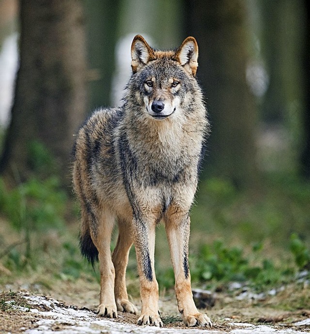 Der Wolf macht den Landwirten im Mnst...rden im Mrz 2019 Wolfshaare entdeckt.  | Foto: Bernd Thissen (dpa)