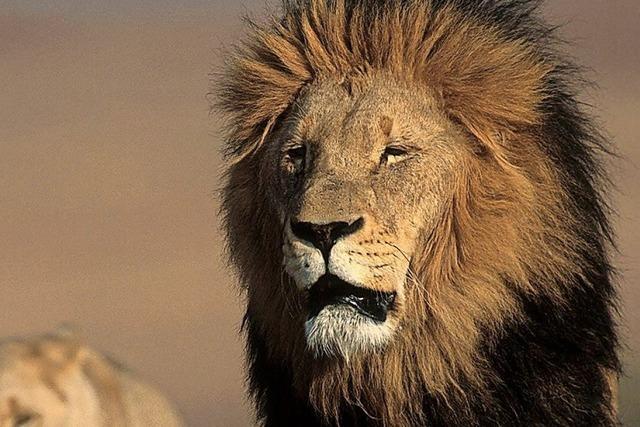 Zähne und Knochen illegal getöteter Löwen werden nach Asien exportiert