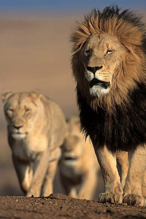 Löwen in einem südafrikanischen Nationalpark  | Foto: Später festlegen...