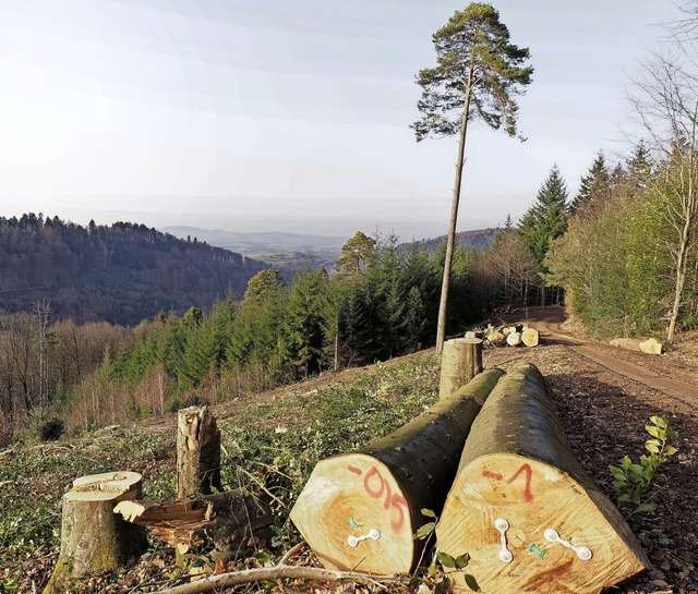 Der Wandel im Kenzinger Stadtwald, get...Kiefer blieb auf dieser Flche brig.   | Foto: Michael Haberer